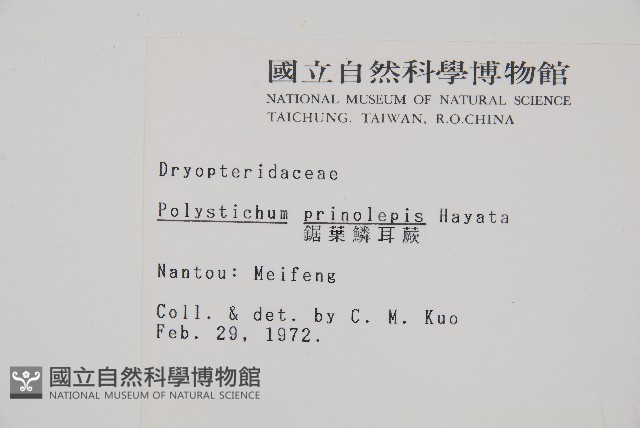 鋸葉耳蕨藏品圖，第2張