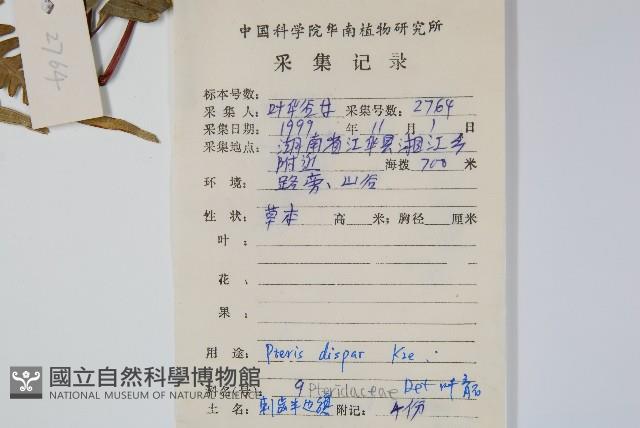 天草鳳尾蕨藏品圖，第2張