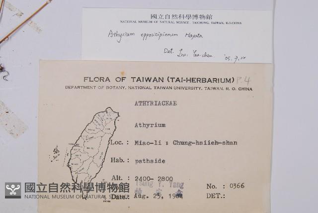 對生蹄蓋蕨藏品圖，第2張