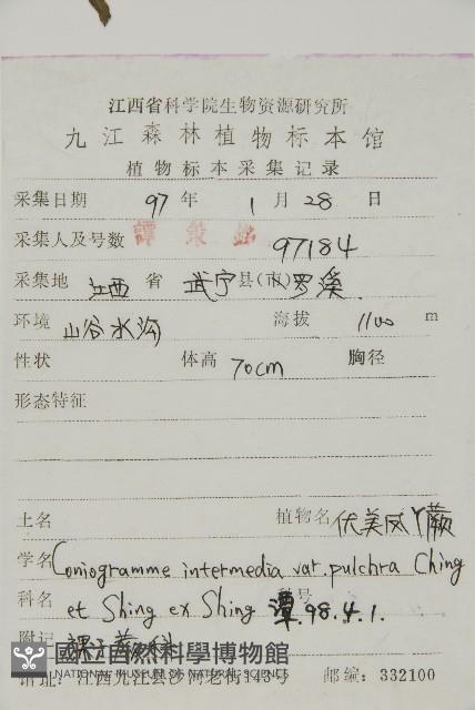 美羽鳳丫蕨藏品圖，第2張