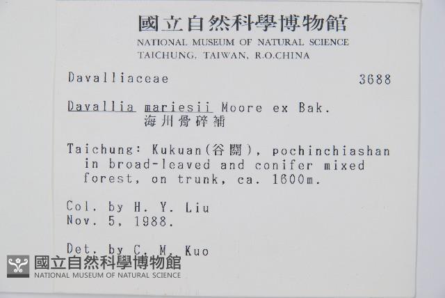 海州骨碎補藏品圖，第2張