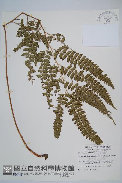 斜方複葉耳蕨藏品圖，第1張