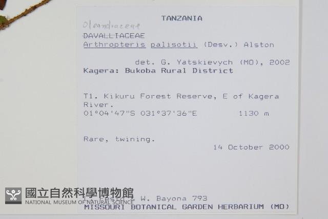 藤蕨藏品圖，第2張