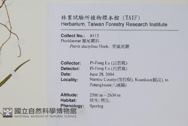 掌鳳尾蕨藏品圖，第2張