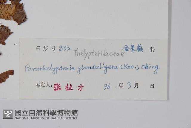 密腺副金星蕨藏品圖，第2張