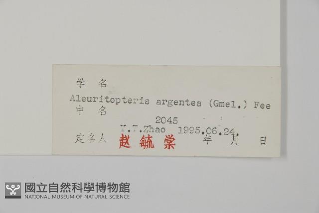 銀粉背蕨藏品圖，第2張