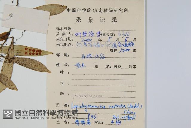 骨牌蕨藏品圖，第2張