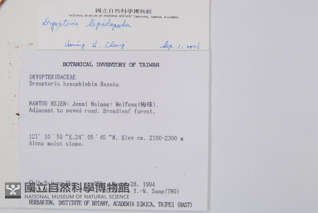 厚葉鱗毛蕨藏品圖，第2張