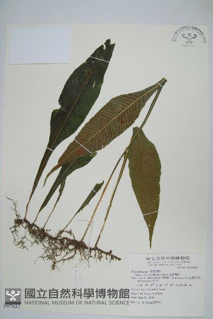 萊氏線蕨藏品圖，第1張