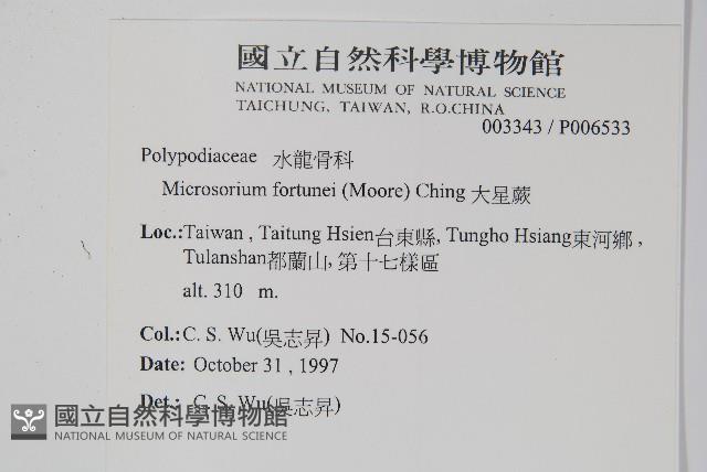 大星蕨藏品圖，第2張