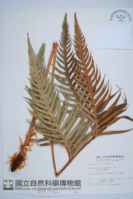 臺灣狗脊蕨藏品圖，第1張