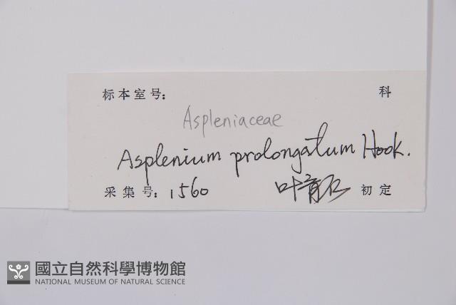長生鐵角蕨藏品圖，第2張