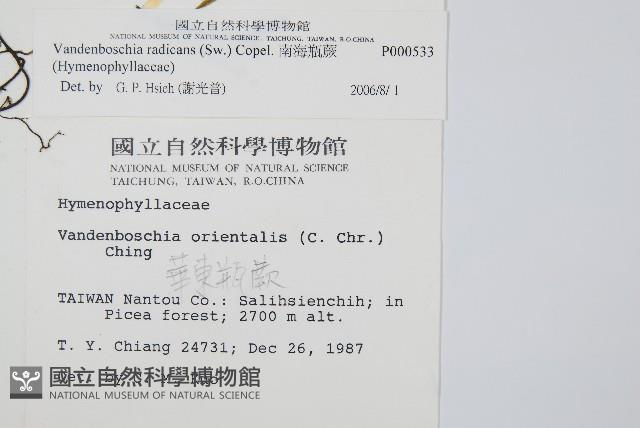 南海瓶蕨藏品圖，第2張