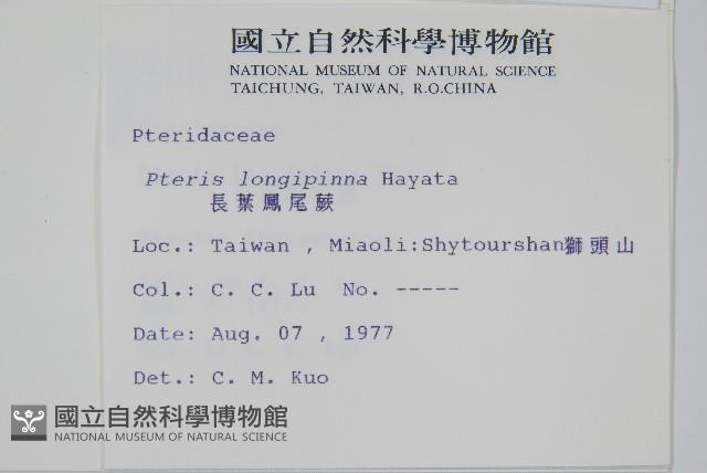 長葉鳳尾蕨藏品圖，第2張