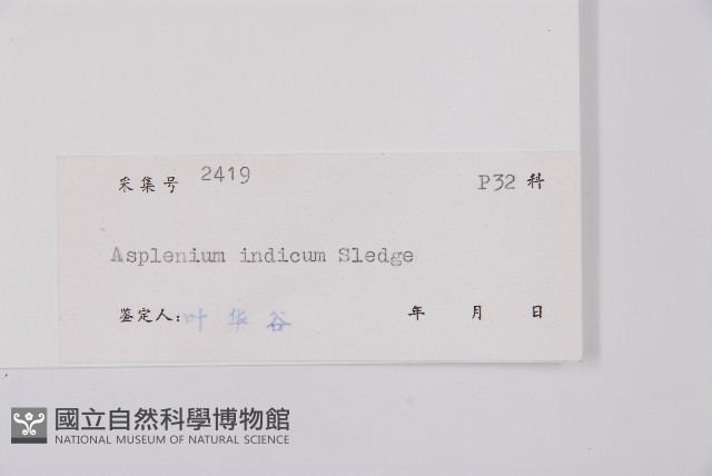 胎生鐵角蕨藏品圖，第2張