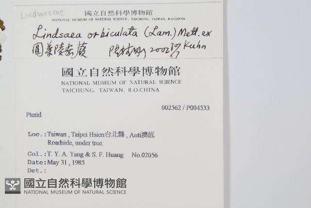 圓葉陵齒蕨藏品圖，第2張