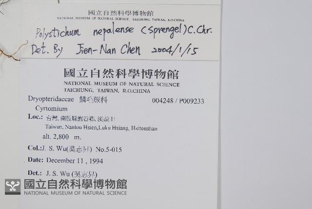 軟骨耳蕨藏品圖，第2張