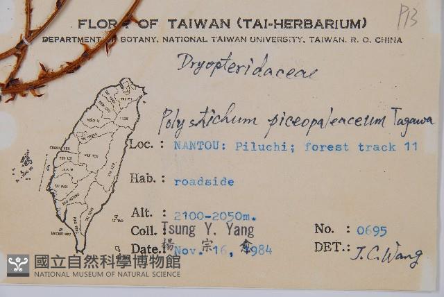 黑鱗耳蕨藏品圖，第2張