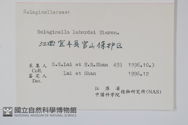 玉山卷柏藏品圖，第2張