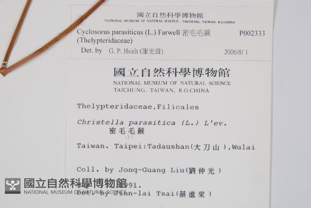 密毛毛蕨藏品圖，第2張