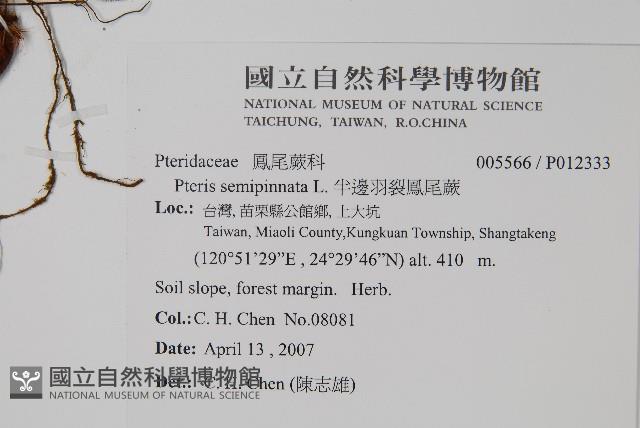 半邊羽裂鳳尾蕨藏品圖，第2張