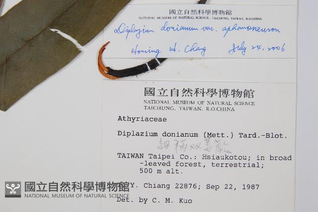 隱脈細柄雙蓋蕨藏品圖，第2張