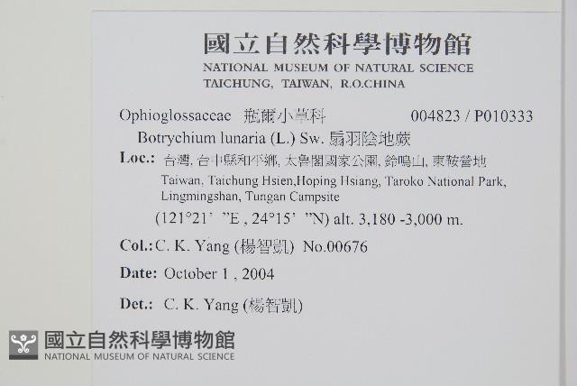 扇羽陰地蕨藏品圖，第2張