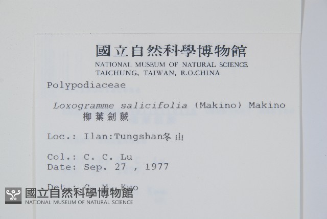 柳葉劍蕨藏品圖，第2張