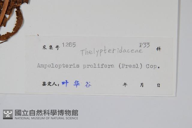 星毛蕨藏品圖，第2張