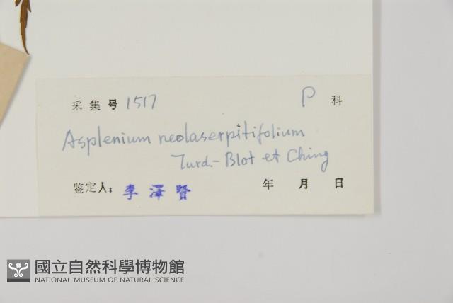 大黑柄鐵角蕨、黃鱗鐵角蕨、大羽鐵角蕨藏品圖，第2張