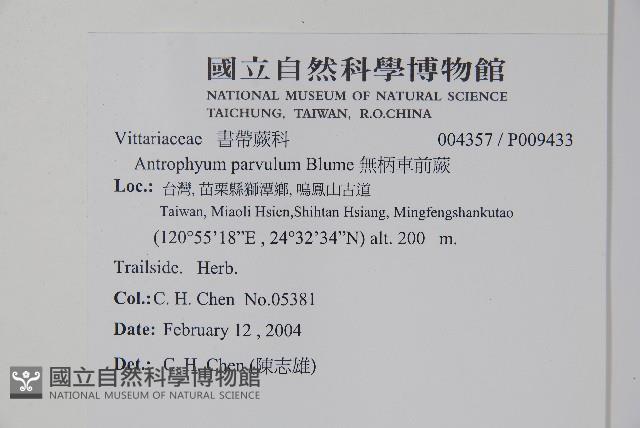 無柄車前蕨、小車前蕨藏品圖，第2張