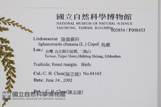 烏蕨藏品圖，第2張