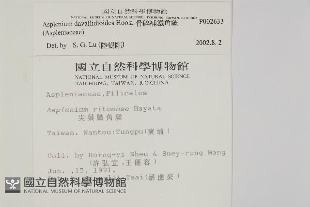 骨碎補鐵角蕨藏品圖，第2張