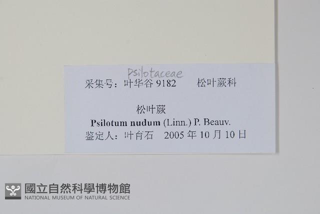 松葉蕨藏品圖，第2張