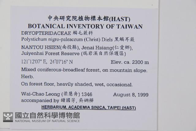 黑鱗耳蕨藏品圖，第2張