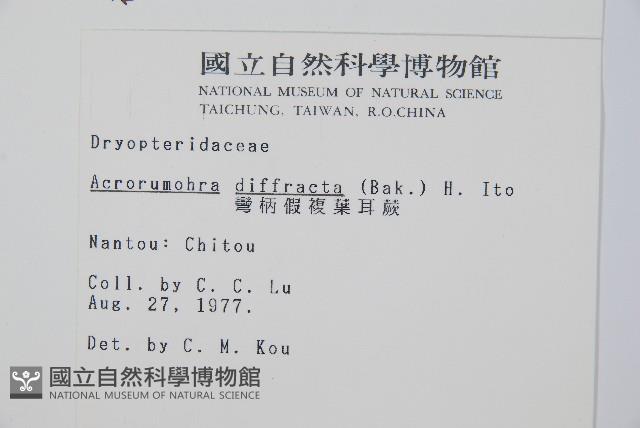 彎柄假複葉耳蕨藏品圖，第2張