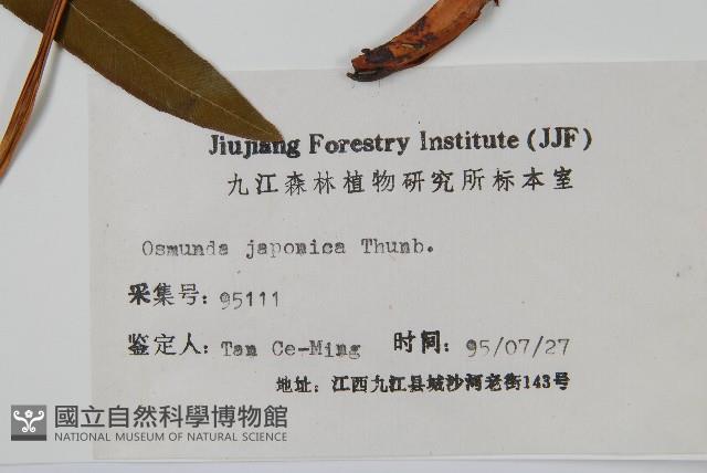 紫萁藏品圖，第2張