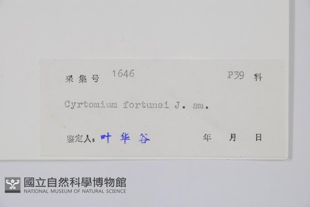 貫眾蕨藏品圖，第2張