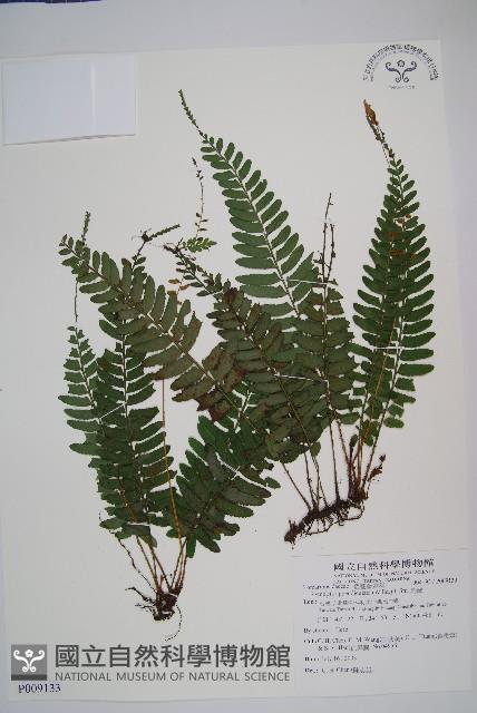 刺蕨藏品圖，第1張