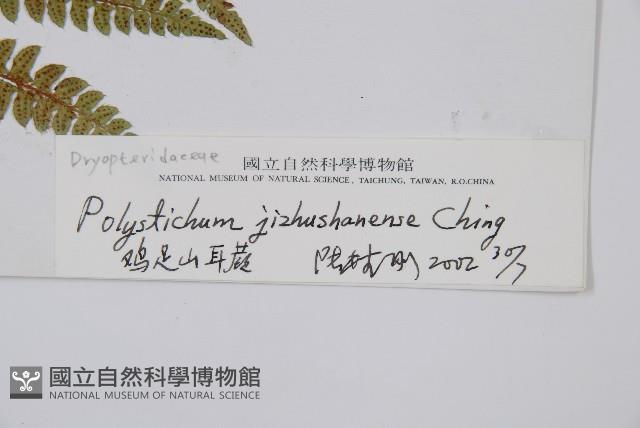 雞足山耳蕨藏品圖，第2張