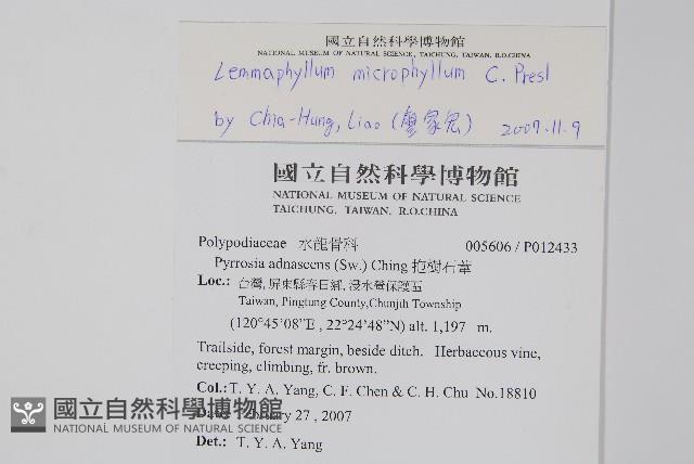 抱樹蕨、伏石蕨藏品圖，第2張