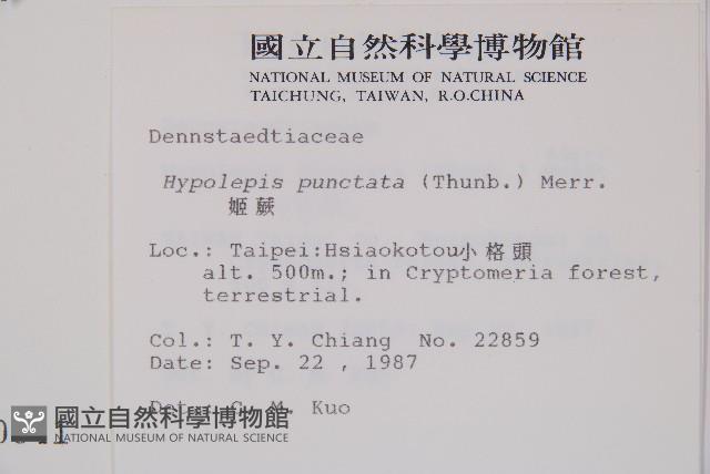 姬蕨藏品圖，第2張