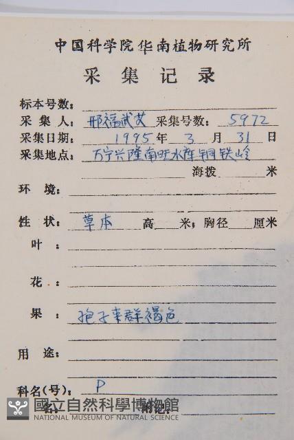 毛柄短腸蕨藏品圖，第2張