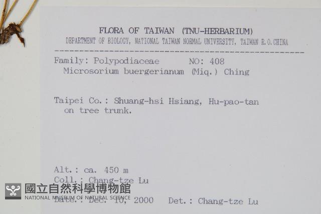 波氏星蕨藏品圖，第2張