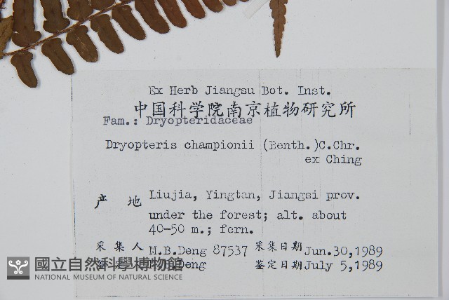 闊鱗鱗毛蕨藏品圖，第2張