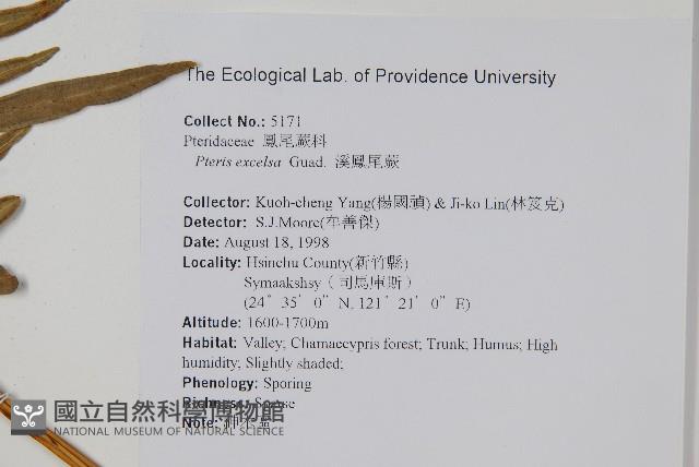 溪鳳尾蕨藏品圖，第2張