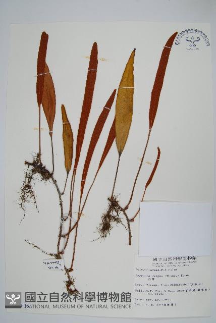 石葦藏品圖，第1張