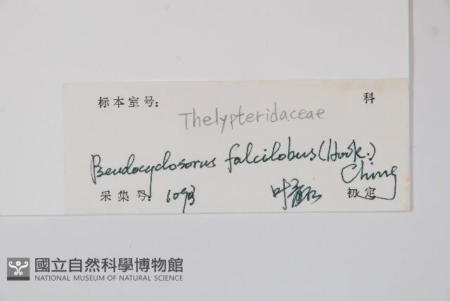 鐮形假毛蕨藏品圖，第2張