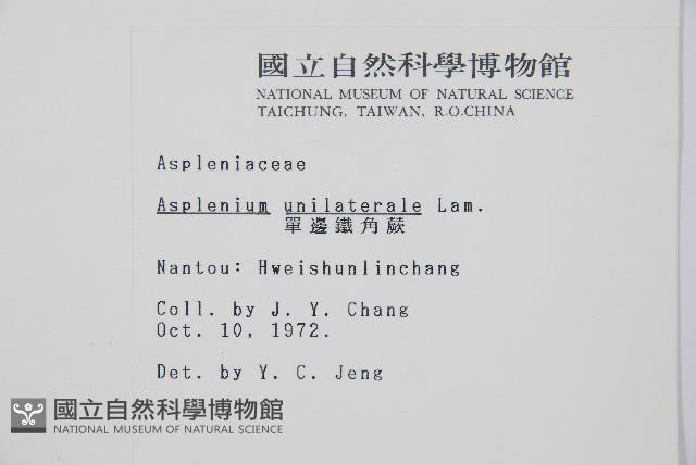 單邊鐵角蕨藏品圖，第2張