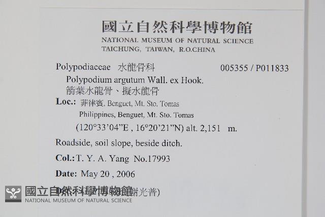 箭葉水龍骨、擬水龍骨藏品圖，第2張